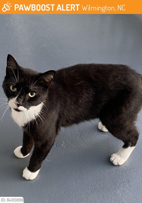 Found/Stray Male Cat last seen Queen street and 13th street area, Wilmington, NC 28401
