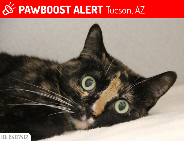 Lost Female Cat last seen Silverbell and st. Marys, Tucson, AZ 85745