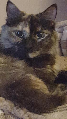 Lost Female Cat last seen Leary Street Nokesville VA, Prince William County, VA 20181