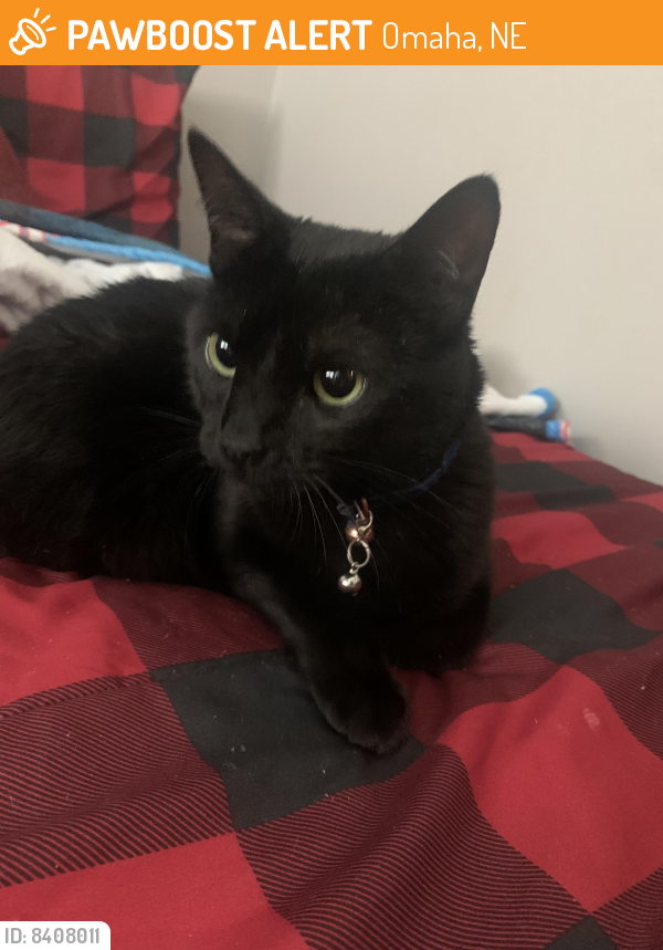 Found/Stray Unknown Cat last seen 5oth St and Castelar, Omaha, NE 68106