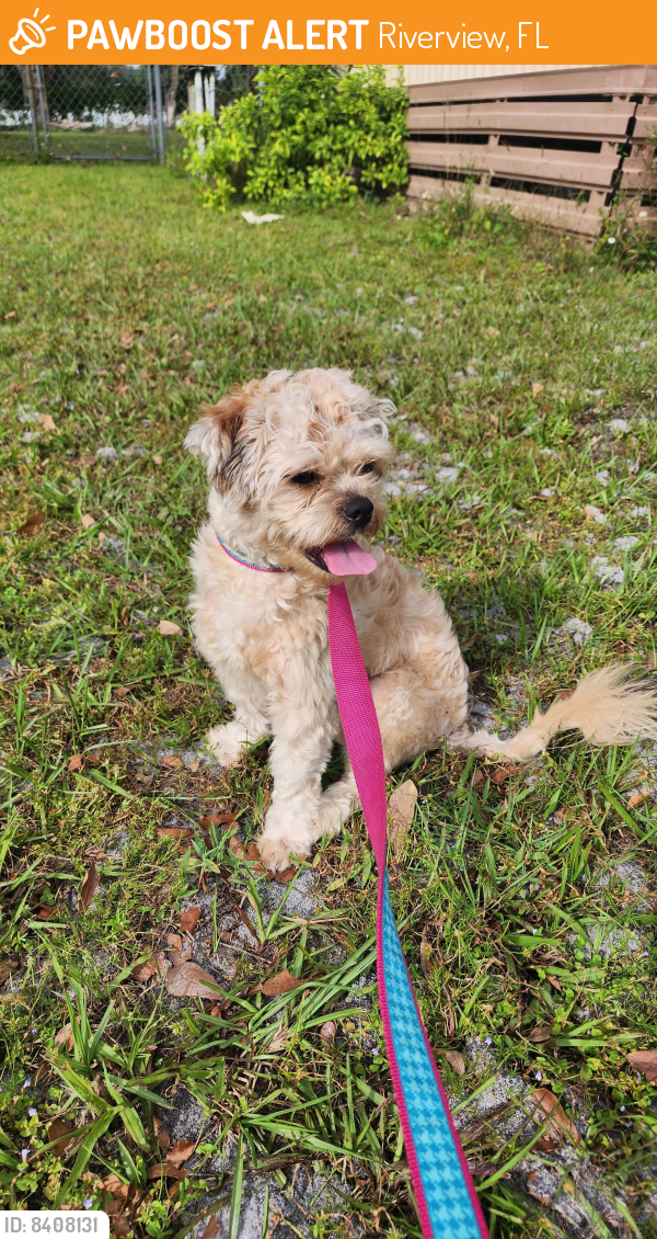 Found/Stray Male Dog in Riverview, FL 33578 (ID: 8408131) | PawBoost