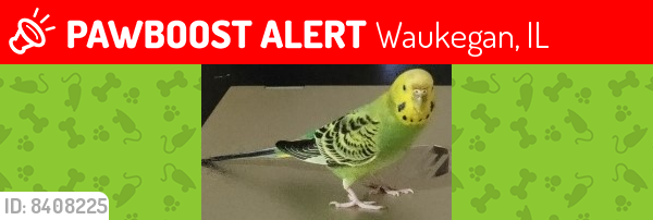 Lost Unknown Bird last seen W Ridgeland Ave & Chestnut St , Waukegan, IL 60085