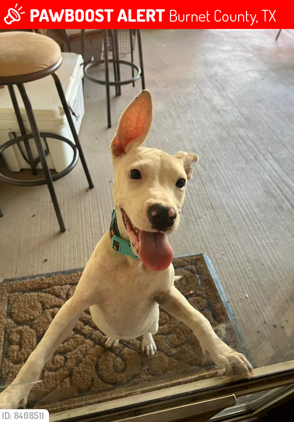 Lost Female Dog last seen Right off of East Ranch Road 243 we are the corner hse , Burnet County, TX 78611
