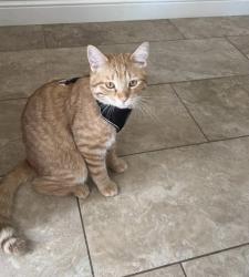 Lost Male Cat last seen 5th and California, 5th and pedley, Norco, CA 92860