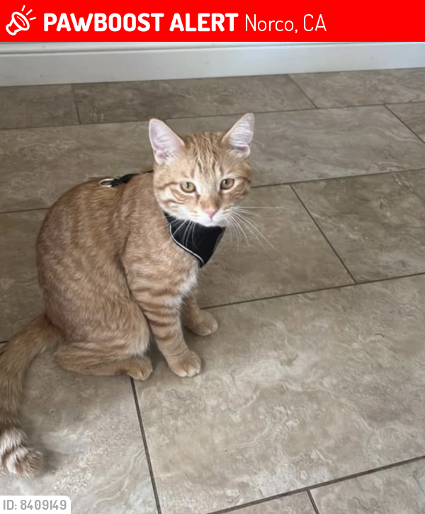 Lost Male Cat last seen 5th and California, 5th and pedley, Norco, CA 92860