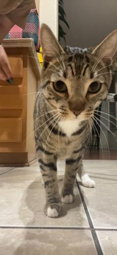 Lost Male Cat last seen Gibbs Ln and Betty Dr, Anaheim, CA 92807