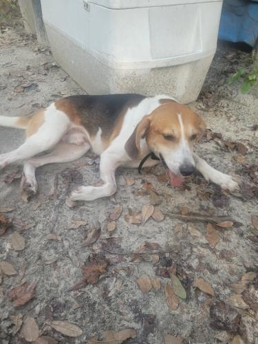 Found/Stray Male Dog last seen Beatty mill creek rd, Lowndes County, GA 31699