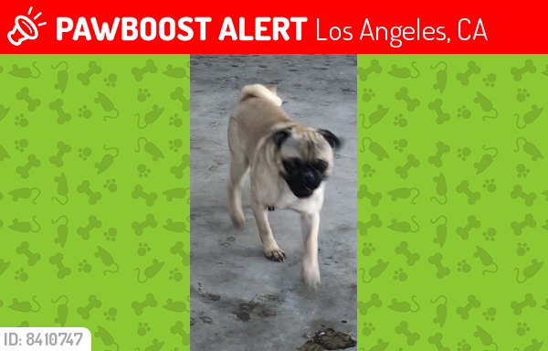 Lost Male Dog last seen Topanga and Nordhoff , Los Angeles, CA 91311