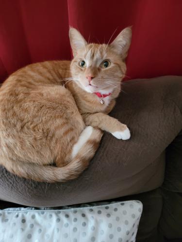 Lost Male Cat last seen Franklin Street, between South ave and Lincoln Ave, Poughkeepsie, NY 12601