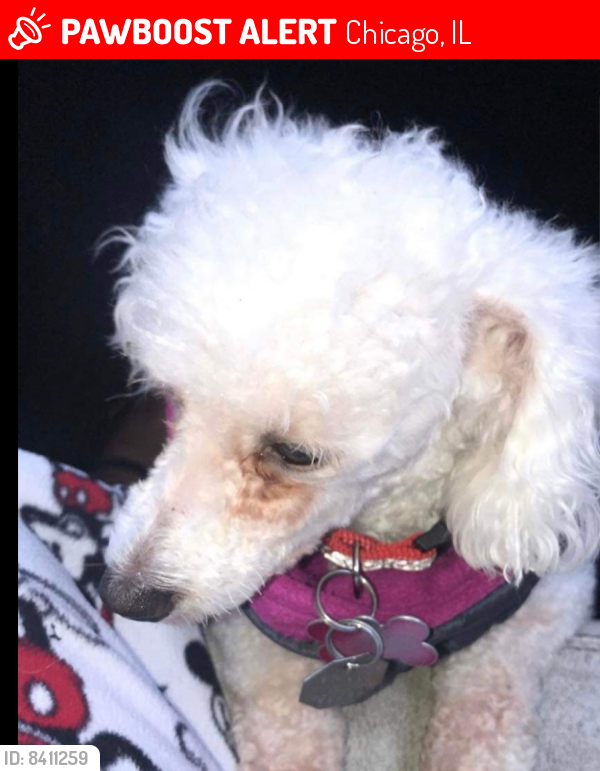 Lost Female Dog last seen Near Douglass Park, Chicago, IL 60623