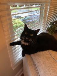 Lost Male Cat last seen Delcastle Park, Hyde Park, Wilmington, DE 19808