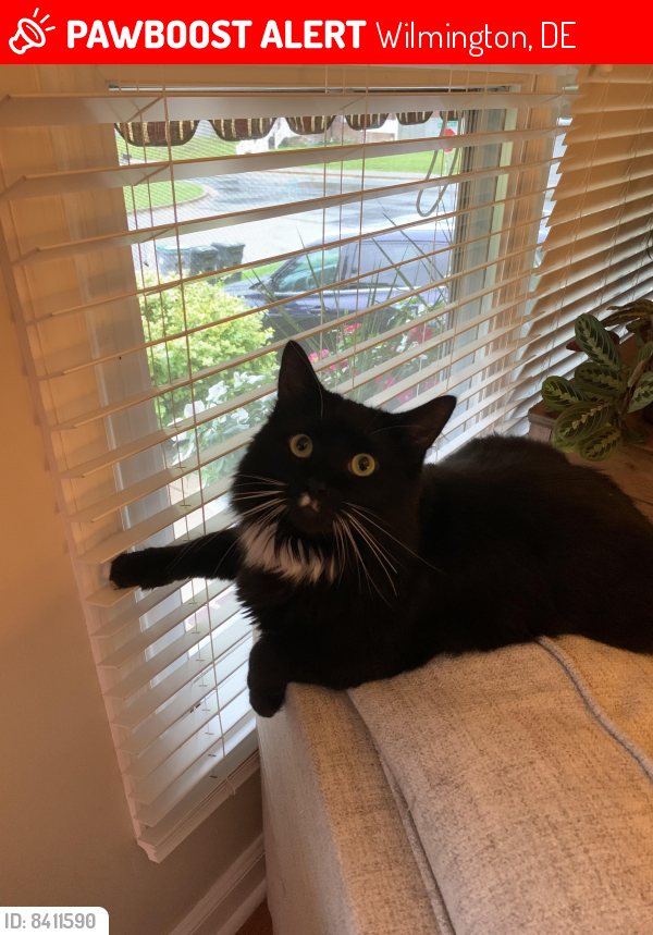 Lost Male Cat last seen Delcastle Park, Hyde Park, Wilmington, DE 19808