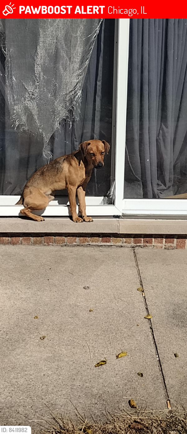 Lost Male Dog last seen 111th & state , Chicago, IL 60628