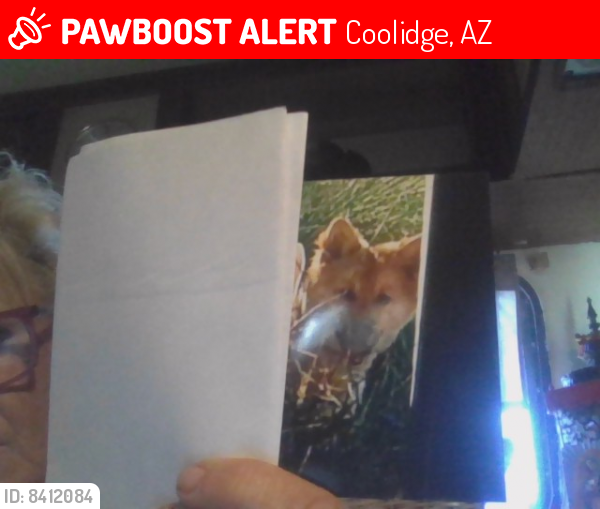 Lost Female Dog last seen vahking and skousel rd. coolidge 85128, Coolidge, AZ 85128