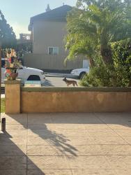 Reunited Unknown Dog last seen Vista santa Rosalia, San Diego, CA 92154