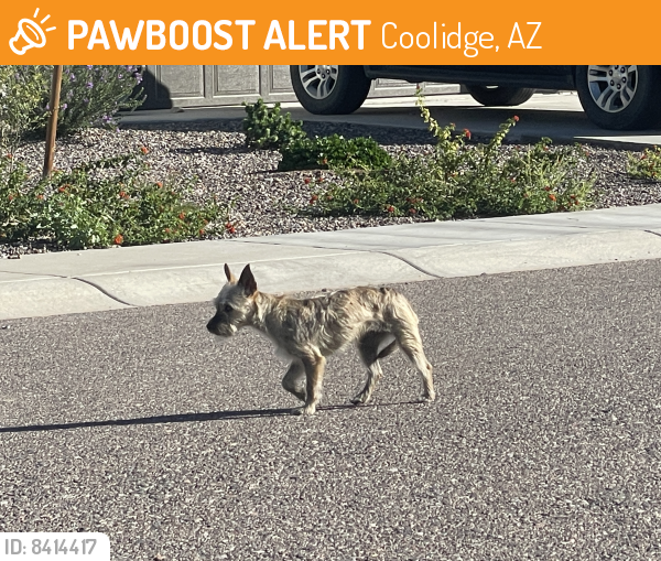 Found/Stray Unknown Dog last seen On Basil Ave between 46th St and 48th St, Coolidge, AZ 85128