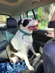 Lost Male Dog last seen Near Clanton trial, Bayonet Point, FL 34667