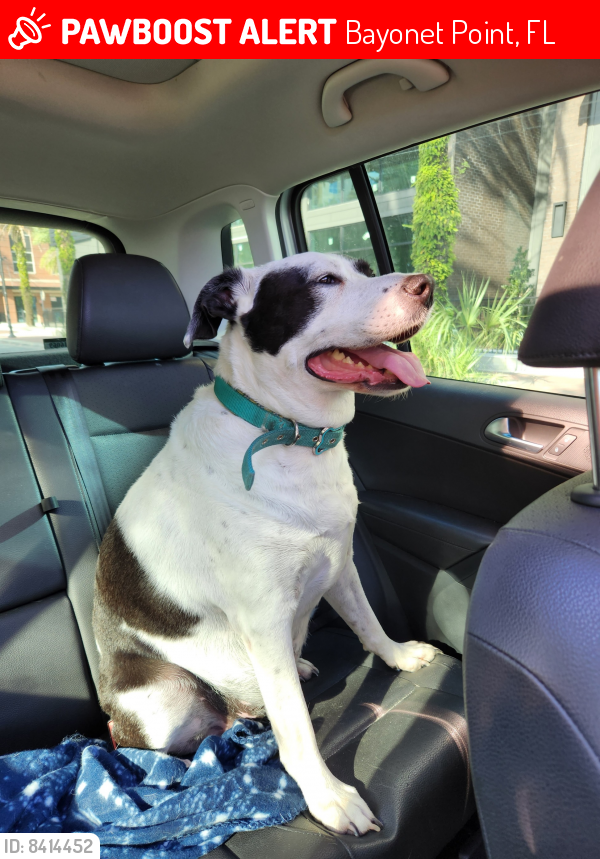 Lost Male Dog last seen Near Clanton trial, Bayonet Point, FL 34667