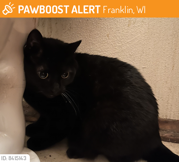 Found/Stray Unknown Cat last seen Right off of 84th & Grange , Franklin, WI 53132