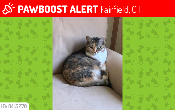 Lost Female Cat last seen Roseville Terrace, Fairfield, CT 06825