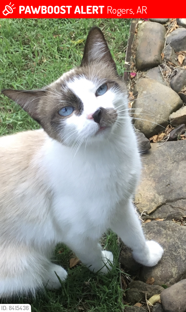 Lost Female Cat last seen Bent tree subdivision Rogers , Rogers, AR 72758