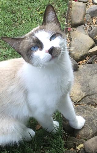Lost Female Cat last seen Bent tree subdivision Rogers , Rogers, AR 72758
