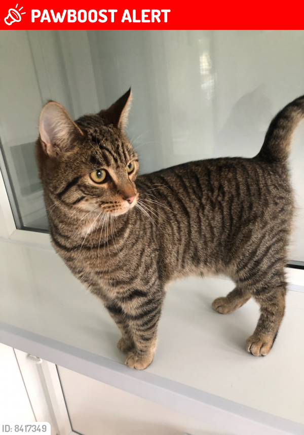 Lost Male Cat last seen Joseph Leckie academy , West Midlands, England 