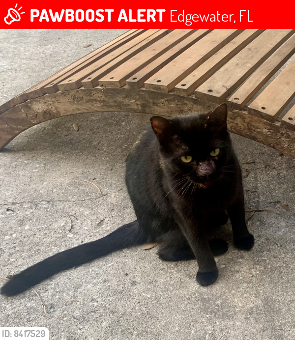 Lost Female Cat last seen Merrimac & Riverside Dr Edgewater,FL 32132, Edgewater, FL 32132