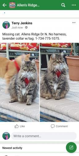Lost Female Cat last seen Allen's Ridge subdivision off Tampa rd., Between 15th and 19th , Palm Harbor, FL 34683