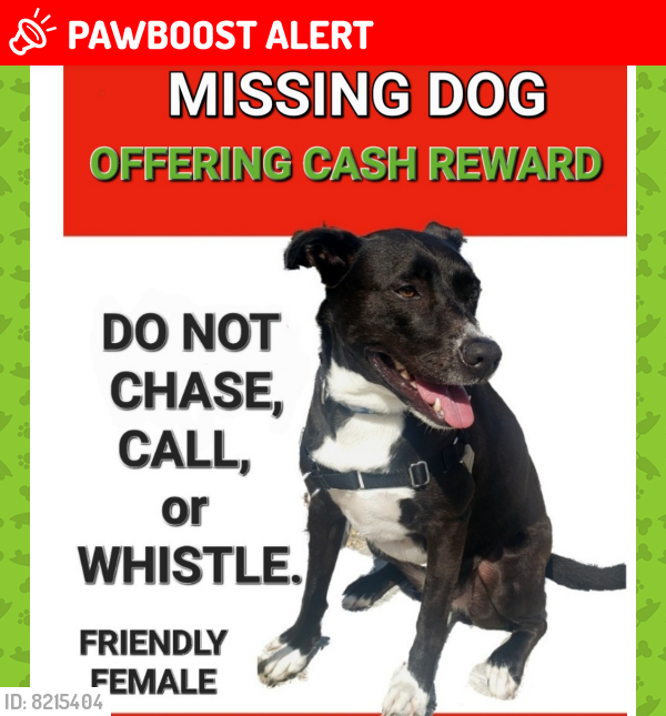 Lost Female Dog last seen Near Park Terrace Fort Wahinton MD. , Fort Washington, MD 20744
