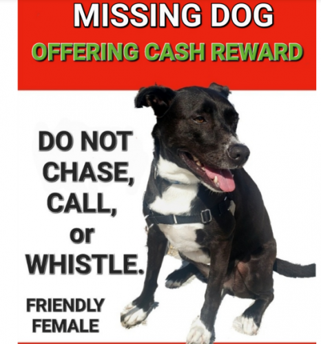 Lost Female Dog last seen Near Park Terrace Fort Wahinton MD. , Fort Washington, MD 20744