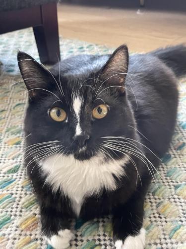 Lost Female Cat last seen S. Julian Circle and S. Irving St, Denver, CO 80219