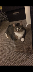 Lost Female Cat last seen by raymonds bowling and angelos, Johnsburg, IL 60051