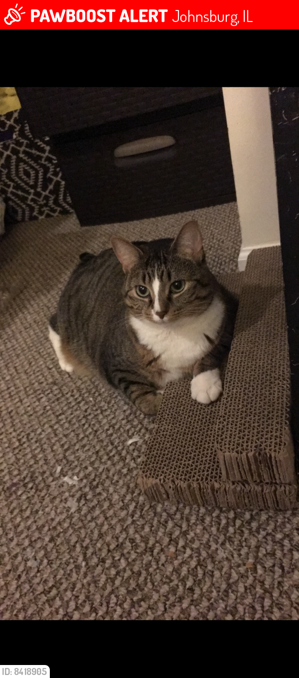 Lost Female Cat last seen by raymonds bowling and angelos, Johnsburg, IL 60051