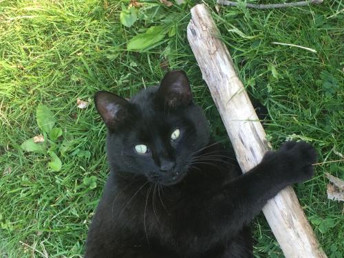 Lost Male Cat last seen Midway Ave, Bayville Rd, Valley Ave, Mitchell, Locust Valley, NY 11560