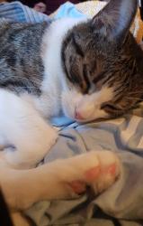 Reunited Female Cat last seen Clapham common, Greater London, England SW4