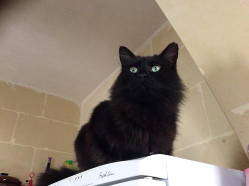 Lost Male Cat last seen Greenstead road,Hythe,Colchester , Essex, England 