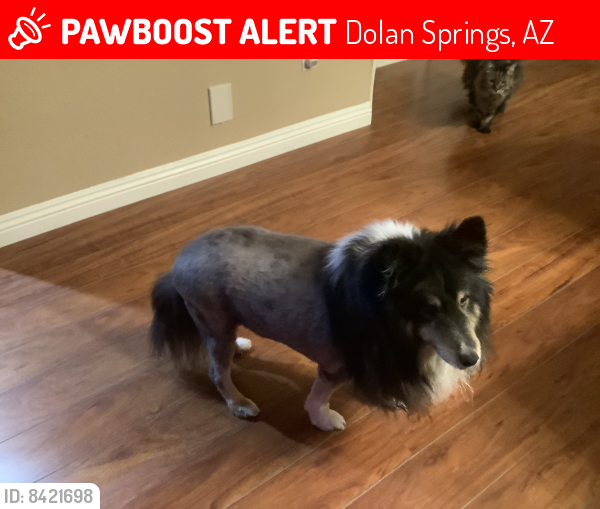 Lost Male Dog last seen Katherine Dr. /  18th, Dolan Springs, AZ 86441