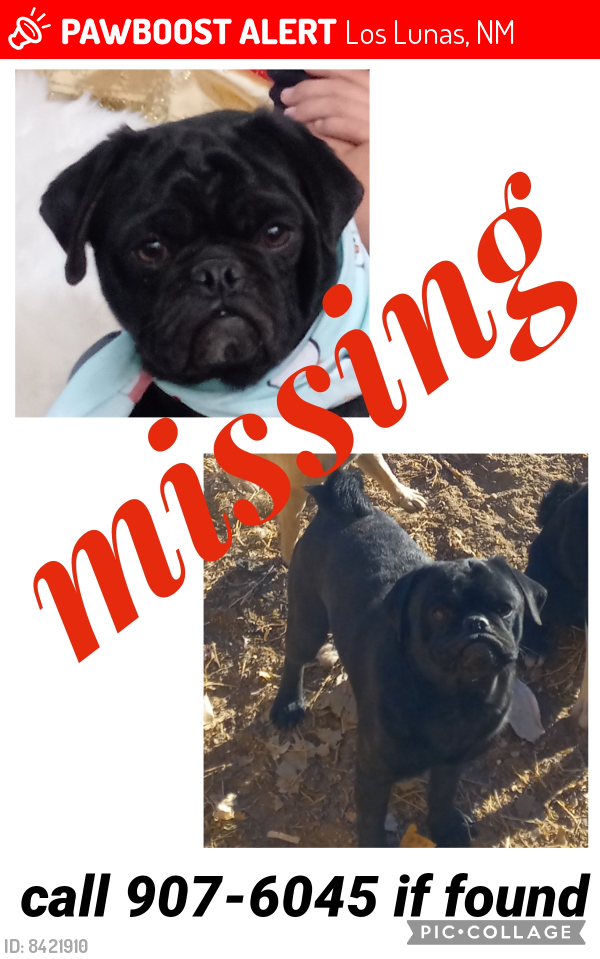 Lost Male Dog last seen South el cerro loop, Los Lunas, NM 87031