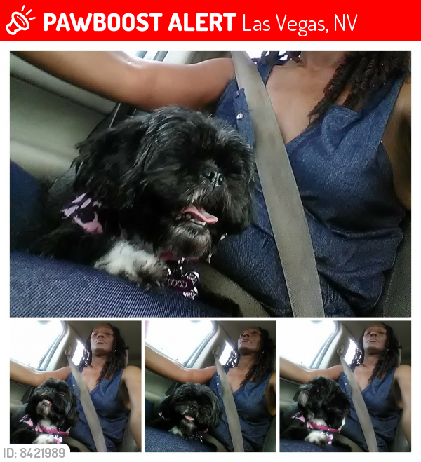 Lost Female Dog last seen Maryland parkway, Las Vegas, NV 89169
