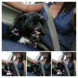 Lost Female Dog last seen Maryland parkway, Las Vegas, NV 89169