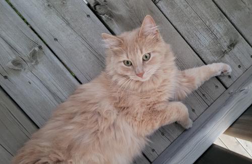 Lost Male Cat last seen North end industrial, Martensville, SK S0K 0A2