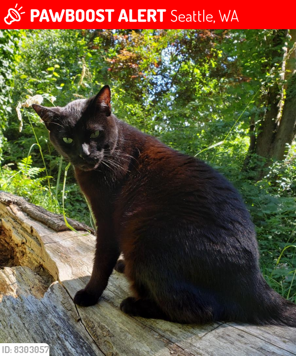 Wa Rav Cat Lost Male Cat in Seattle, WA 98119 Named Raz (ID: 8303057) | PawBoost