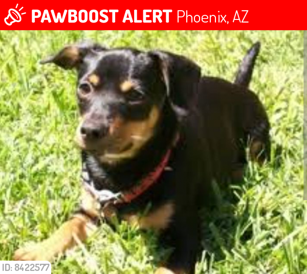 Lost Female Dog last seen 39th avenue and Peoria avenue, Phoenix, AZ 85051