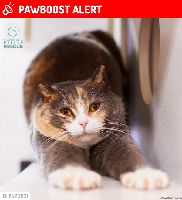 Lost Female Cat last seen 153rd St. and 38th Ave NE near Briley's BBQ & Grill, Lake Forest Park, WA 98155