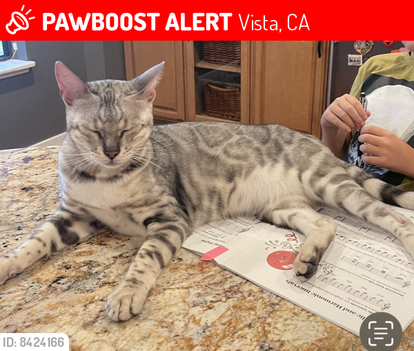 Lost Male Cat last seen Warmlands Avenue, Vista, CA 92084