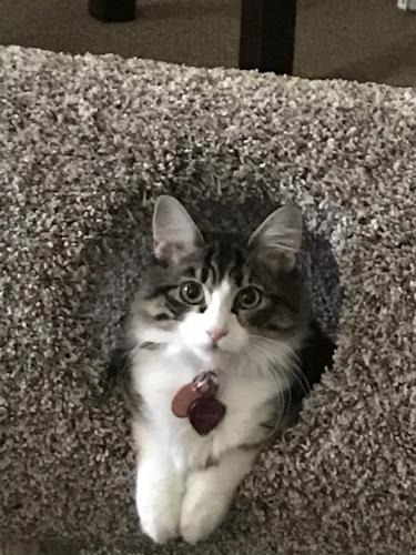 Lost Female Cat last seen 33rd Ave., Cathedral City, CA 92234