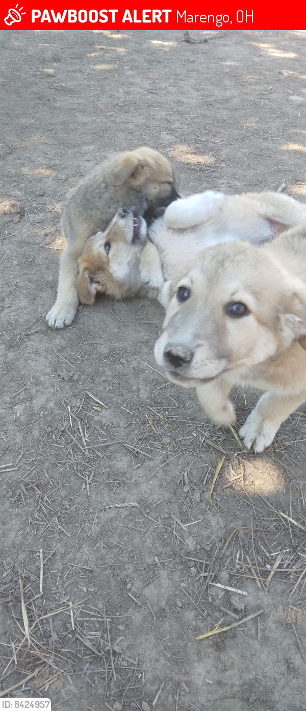 Marengo, OH Lost Female Dog, Puppies Is Missing PawBoost