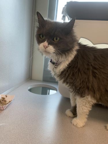 Lost Female Cat last seen Church Street NE, Leesburg, VA 20176