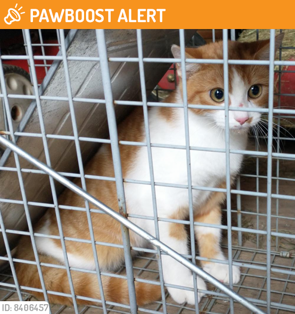 Found/Stray Unknown Cat last seen Fingerboard Rd, Frederick County, MD 21710